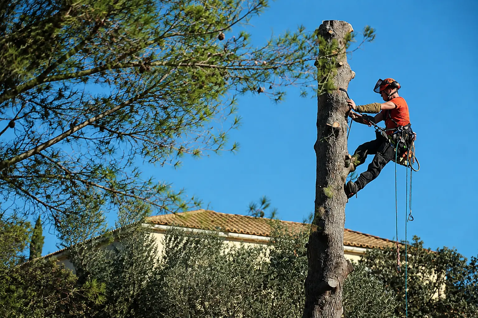 Élagueur grimpeur de Sud-Ouest Élagage encordé dans un arbre près de Dax